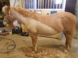 Free horse coloring pages available for printing. Body Clipping Horses Msu Extension