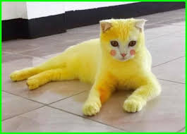 We did not find results for: 60 Nama Kucing Berwarna Kuning Yang Bagus Daftarhewan Com