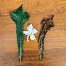 Image result for Landolphia owariensis