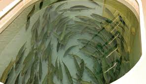 If the member base is weak, the site is, therefore, subpar and hooking up will be. Bait Livewell Tank 101 Best Livewell Pumps And Setups Marlin Magazine