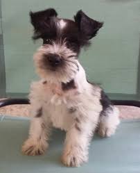 Check spelling or type a new query. Miniature Schnauzer History Stillions Miniature Miracles