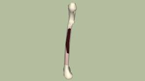 The diaphysis and the epiphysis ( figure 6.3.1). A Long Bone 3d Warehouse