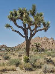 Joshua tree can survive up to 1000 years, but it usually lives 150 to 200 years in the wild. Yucca Brevifolia Simple English Wikipedia The Free Encyclopedia