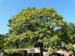 Image result for "Foxglove Tree"