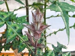 Image result for Acanthus montanus