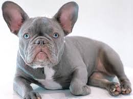 Tri color french bulldogs these are my personal favorite. What Do You Know About French Bulldog Colors K9 Web
