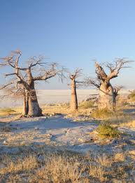 Image result for Schinziophyton rautanenii