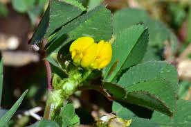 Image result for Medicago polymorpha