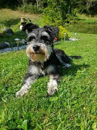 Check spelling or type a new query. Pin Auf Dog