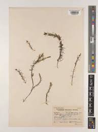 Image result for Potamogeton octandrus