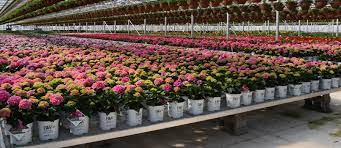 We partner with proven winners to propagate plant material that's exclusive to the proven winners branded plants. Proven Winners Spring Meadow Nursery