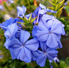 Image result for Plumbaginaceae