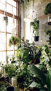Overgrowth Planten Huisplanten Kamerplanten