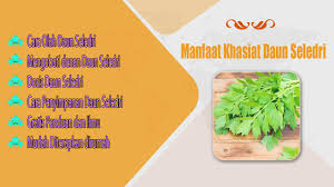 Maybe you would like to learn more about one of these? Manfaat Khasiat Daun Seledri For Android Apk Download