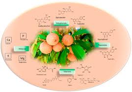 Image result for Manilkara zapota
