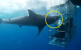 Посмотрите твиты по теме «#tiburon» в твиттере. Video Muere Tiburon Blanco Atorado En Jaula De Turistas El Sol De Mexico Noticias Deportes Gossip Columnas