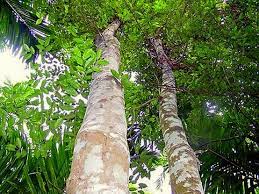 Middle notes are rose, honey and black currant; Oud Trivia Was Ist Agarwood Carlitos01s Parfum Blog