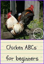 Chicken Terms For Beginners Chickens Backyard Chicken Diy Chicken Coop