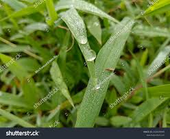 Image result for Paspalum conjugatum