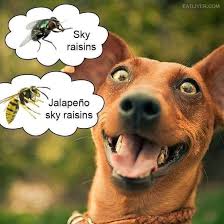 Sky Raisins Animalsbeingderps Cute Funny Animals Funny Pictures Funny Animal Memes