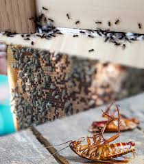 It offers tiered programs that provide different amounts of coverage and address needs for termite and mosquito control. Wildlife Trapping Animal Removal In Katy Tx Colburn S Pest Control Inc