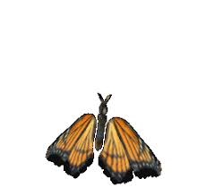 Langsung saja, berikut contoh gambarnya di bawah ini dengan tema mewarnai bunga dan kupu kupu. Kupu Kupu Gif Gambar Animasi Animasi Bergerak 100 Gratis