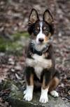German Shepherd Husky Border Collie