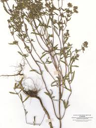 Image result for Satureja