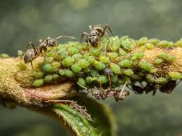 Pests in your home and garden can be annoying, unsanitary and potentially harmful. Honeydew Secretion What Causes Sticky Honeydew Sap On Surfaces And Plants