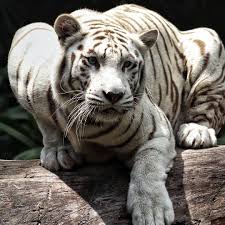 A white tiger is a tiger with a recessive gene that makes it white. Tigers Are Magnificent On Instagram Astonishing Photograph Of A White Tiger White Tigers Are Bengal Tigers W Rare Albino Animals Albino Animals White Tiger