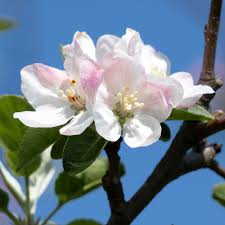 If you're an avid gardener, you might be up to the task of growing one of these trees. Honeycrisp Apple Trees For Sale Brighterblooms Com