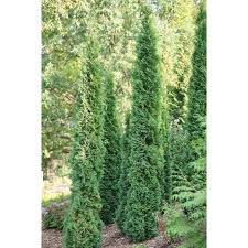 Check spelling or type a new query. Polar Gold Thuja Spring Meadow Wholesale Liners Spring Meadow Nursery