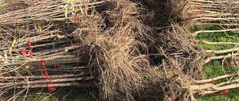 We did not find results for: Planting 1 About Bare Root Trees Planting Kalliergeia