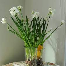 How To Force Paperwhite Narcissus To Bloom Indoors Paperwhite Flowers Narcissus Bulbs Paperwhites