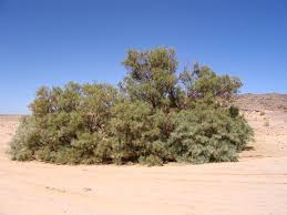 Find many great new & used options and get the best deals for tamarisk pink cascade (tamarix) in 7cm pot at the best online prices at ebay! Tamarix Aphylla Wikipedia