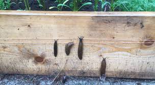 Image result for site:byggahus.se wood tex