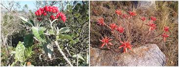 Image result for Micrococca capensis