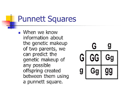 In genetics, what is the difference between a genotype and phenotype? Punnett Squares When We Know Information About The Genetic Makeup Of Two Parents We Can Predict The Genetic Makeup Of Any Possible Offspring Created Between Ppt Download