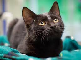 Within three business days, you will be contacted by animal humane society's community cats coordinator. Cats Cats Cats Humane Society Is Close To Capacity Catpacity Local News Omaha Com