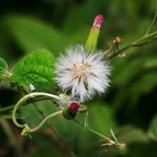 Image result for Emilia violacea