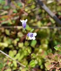 Image result for Lindernia monroi