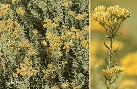 Image result for Helichrysum kraussii