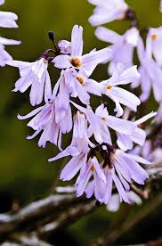 Pink Forsythia Monrovia Pink Forsythia Monrovia Plants Flowering Vines Plant Catalogs