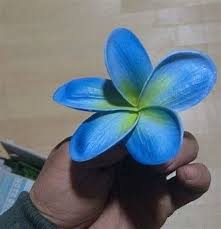 Image Result For Blue Plumeria Tattoo Plumeria Flowers Plumeria Tattoo Hawaii Flowers
