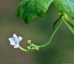 Bright beautiful yellow male and female flowers are formed separately on the same vine. Snake Gourd Digital Herbarium Of Crop Plants