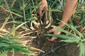 Ingwer Pflanzen Eine Moglichkeit Fur Endlose Ingwer Versorgung Zuhause Garten Gartenarbeit Zenideen Ingwer Pflanzen Ingwer Anpflanzen Pflanzen