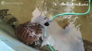 Kolam Kurakura Brazil Rumah Kura Kura Ciamis Youtube