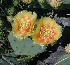 Whereas, in keeping with this custom, the designation of the prickly pear cactus as the official state plant will provide suitable recognition for this hearty and beautiful denizen of the texas landscape; Eastern Prickly Pear Opuntia Humifusa