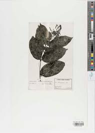 Image result for Ixora mildbraedii