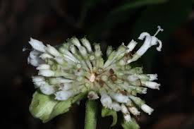 Image result for Psychotria auxopoda